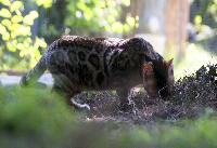 gatto bengala nella natura | Oasy Khoomfay