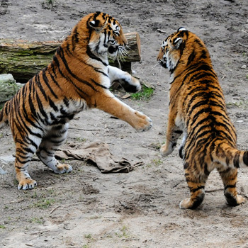 Le tigri poco socievoli- Associazione Khoomfay
