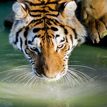 Le tigri stanno scomparendo dal pianeta - Associazione Khoomfay