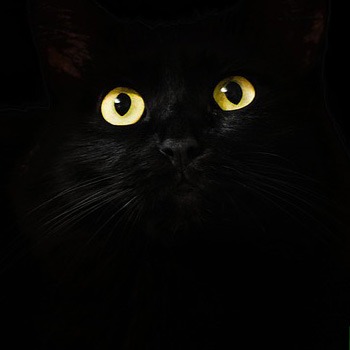 Il gatto pi grande al mondo  - Associazione Khoomfay