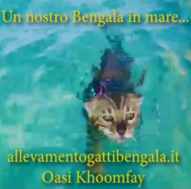 Khoomfay-Gatto Bengala in mare