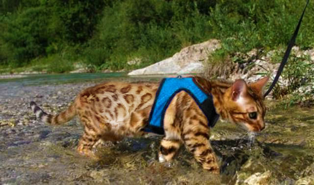 Khoomfay-il gatto Bengala in acqua
