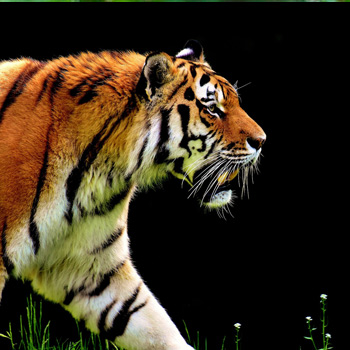 La Tigre in pericolo - Associazione Khoomfay