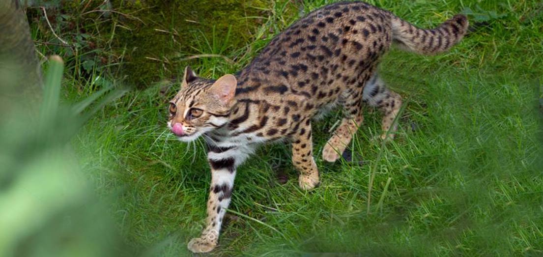 Asian Leopard Cat - Khoomfay